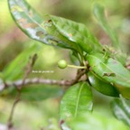 Myonima obovata  Bois de prune rat Rubiacea e Endémique La Réunion, Maurice 7737.jpeg