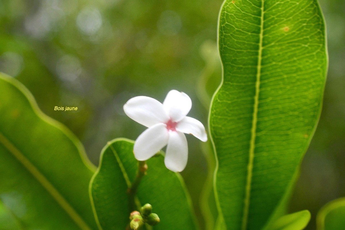 Ochrosia borbonica Bois jaune Apocynaceae  Endémique La Réunion, Maurice 7746.jpeg