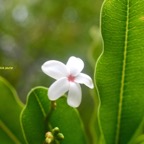 Ochrosia borbonica Bois jaune Apocynaceae  Endémique La Réunion, Maurice 7746.jpeg