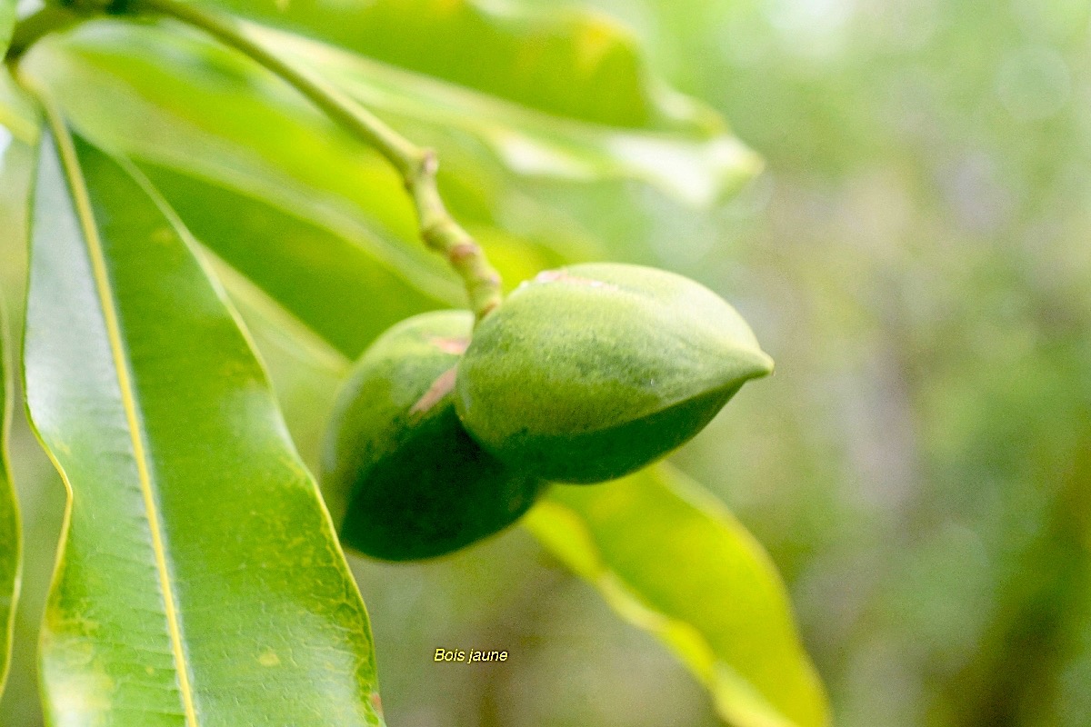 Ochrosia borbonica Bois jaune Apocynaceae  Endémique La Réunion, Maurice 7748.jpeg