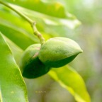 Ochrosia borbonica Bois jaune Apocynaceae  Endémique La Réunion, Maurice 7748.jpeg