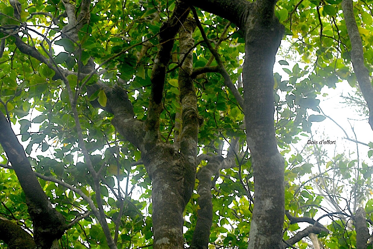 Olax psittacorum Bois d'effort Olacaceae  Endémique La Réunion ,Maurice 7671.jpeg