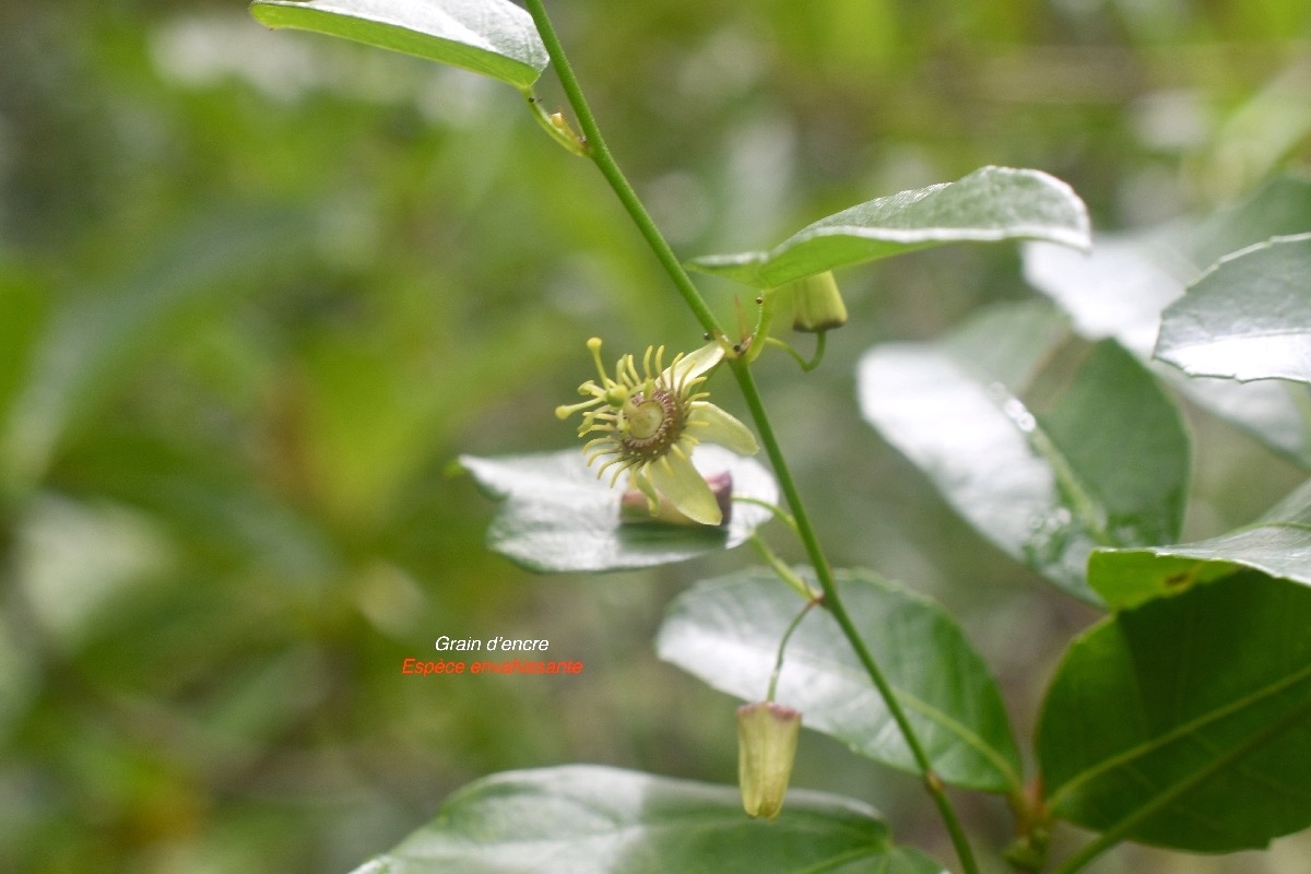 Passiflora suberosa Grain d'encre Passi floraceae Espèce envahissante 7672.jpeg