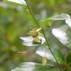 Passiflora suberosa Grain d'encre Passi floraceae Espèce envahissante 7672.jpeg