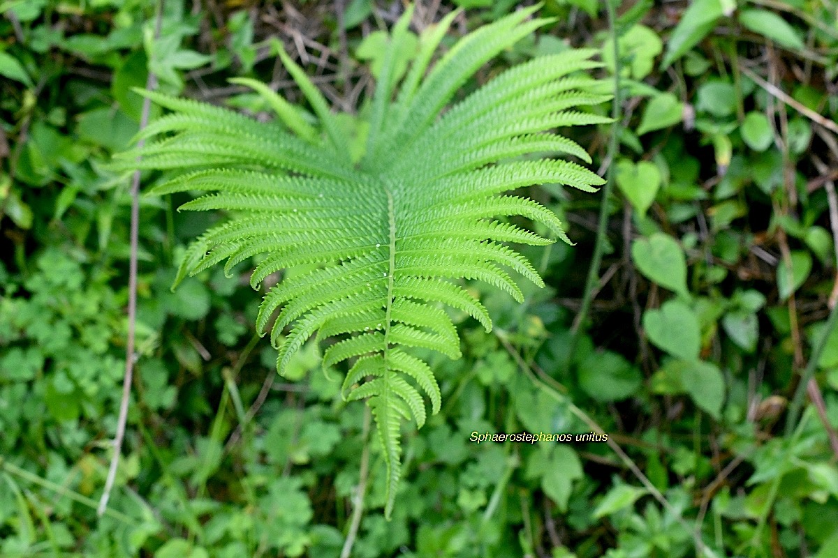 Sphaerostephanos unitus Thelypteridac eae  Indigène La Réunion  7631.jpeg