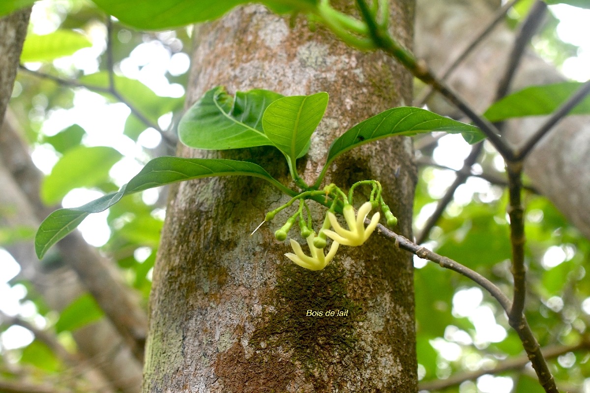 Tabernaemontana mauritiana Bois de lait Apocyn aceae Endémique La Réunion, Maurice 7752.jpeg