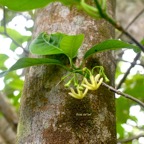 Tabernaemontana mauritiana Bois de lait Apocyn aceae Endémique La Réunion, Maurice 7752.jpeg