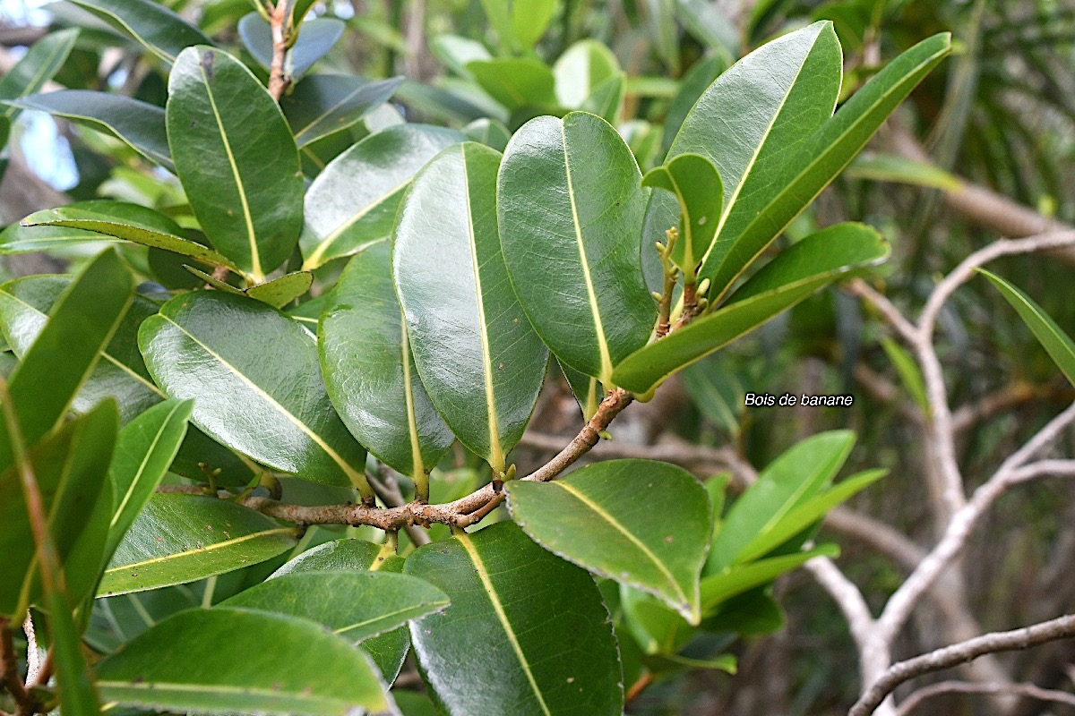 Xylopia richardii Bois de banane Annonacea e Endémique La Réunion, Maurice 7725.jpeg