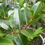 Xylopia richardii Bois de banane Annonacea e Endémique La Réunion, Maurice 7725.jpeg