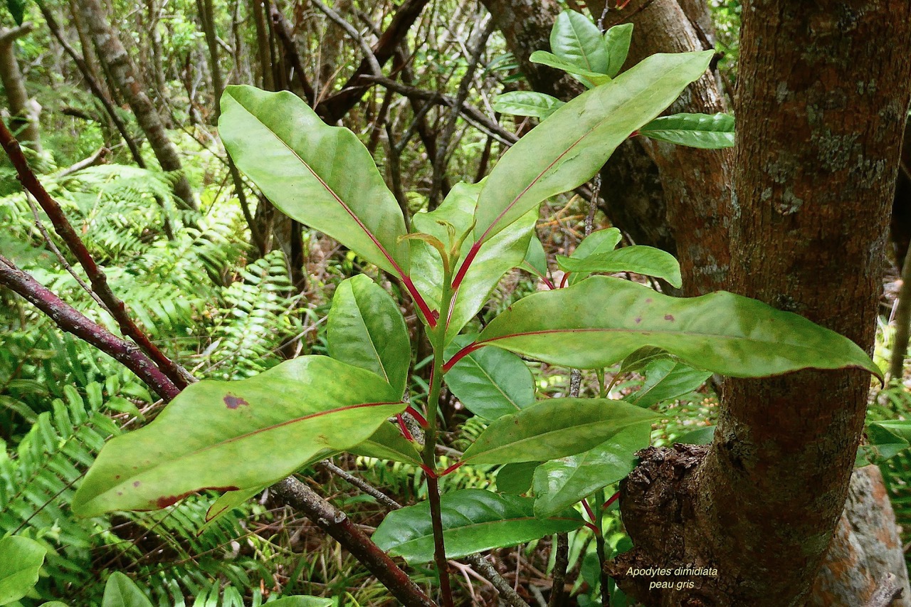 Apodytes dimidiata.peau gris. mettenuisaceae.( icacinaceae ) (1).jpeg