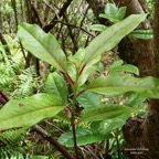 Apodytes dimidiata.peau gris. mettenuisaceae.( icacinaceae ) (1).jpeg