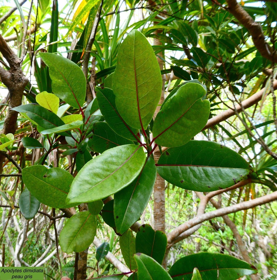 Apodytes dimidiata.peau gris. mettenuisaceae.( icacinaceae ) (2).jpeg