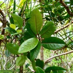 Apodytes dimidiata.peau gris. mettenuisaceae.( icacinaceae ) (2).jpeg