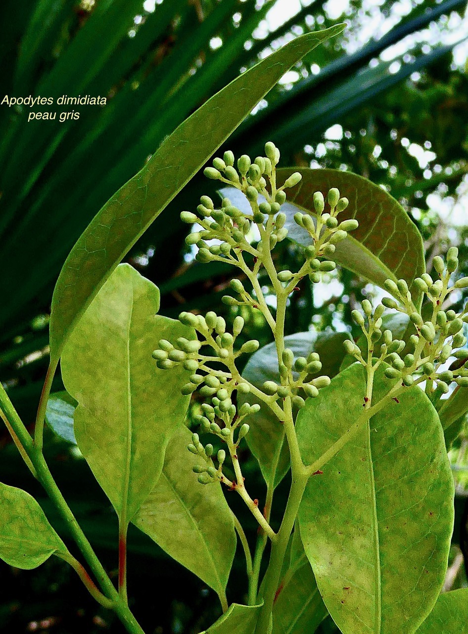 Apodytes dimidiata.peau gris.inflorescence en boutons . mettenuisaceae.( icacinaceae ).jpeg