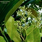 Apodytes dimidiata.peau gris.inflorescence en boutons . mettenuisaceae.( icacinaceae ).jpeg