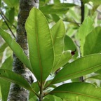 Calophyllum tacamahaca .takamaka.takamaka des hauts.clusiaceae .endémique Réunion Maurice.jpeg