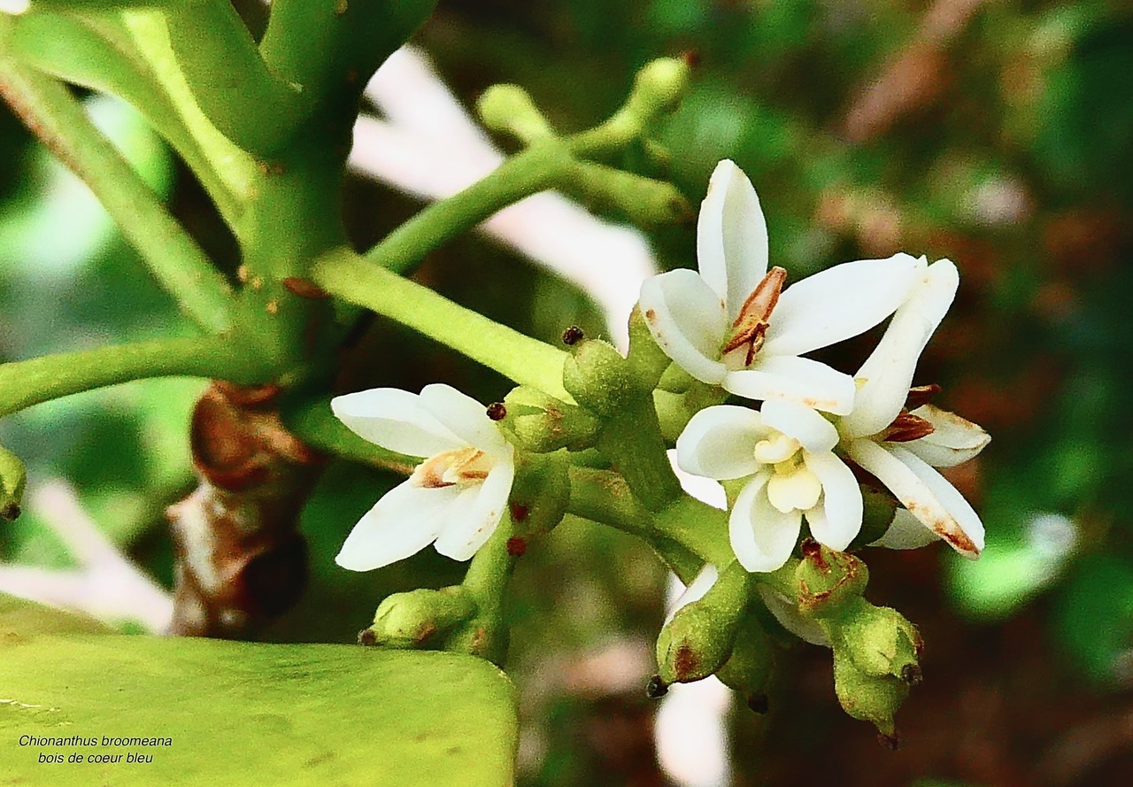 Chionanthus broomeana. Bois de cœur bleu. oleaceae.endémique Réunion. (1).jpeg