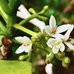 Chionanthus broomeana. Bois de cœur bleu. oleaceae.endémique Réunion. (1).jpeg