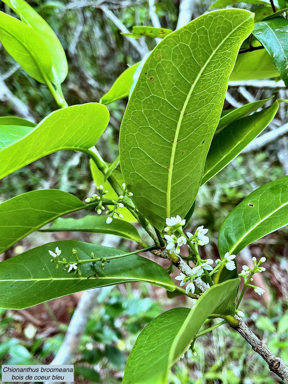 Chionanthus broomeana. Bois de cœur bleu. oleaceae.endémique Réunion..jpeg