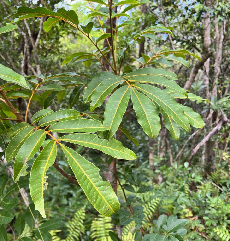 Cossinia pinnata.bois de Judas.sapindaceae.endémique Réunion Maurice (1).jpeg