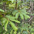 Cossinia pinnata.bois de Judas.sapindaceae.endémique Réunion Maurice (1).jpeg