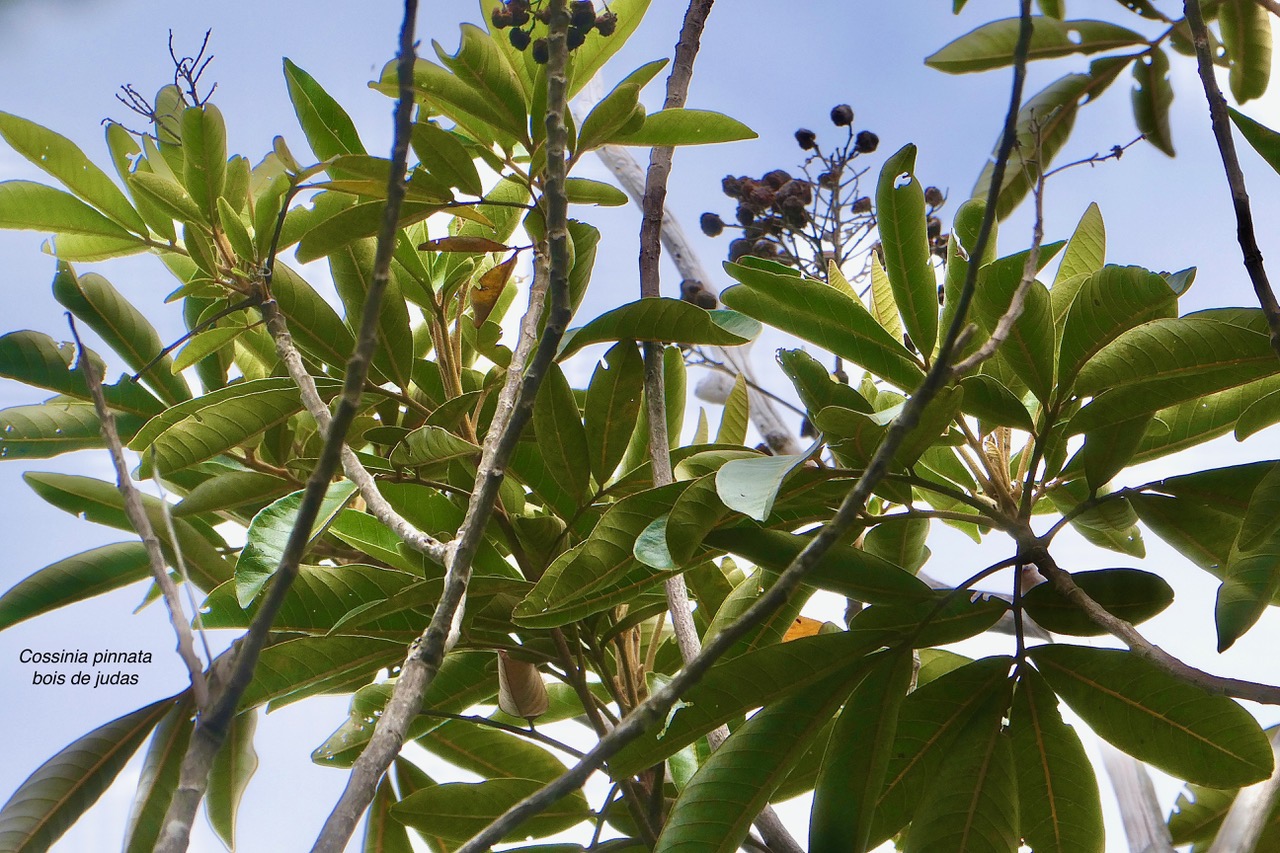 Cossinia pinnata.bois de Judas.sapindaceae.endémique Réunion Maurice.jpeg