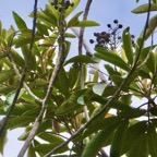 Cossinia pinnata.bois de Judas.sapindaceae.endémique Réunion Maurice.jpeg