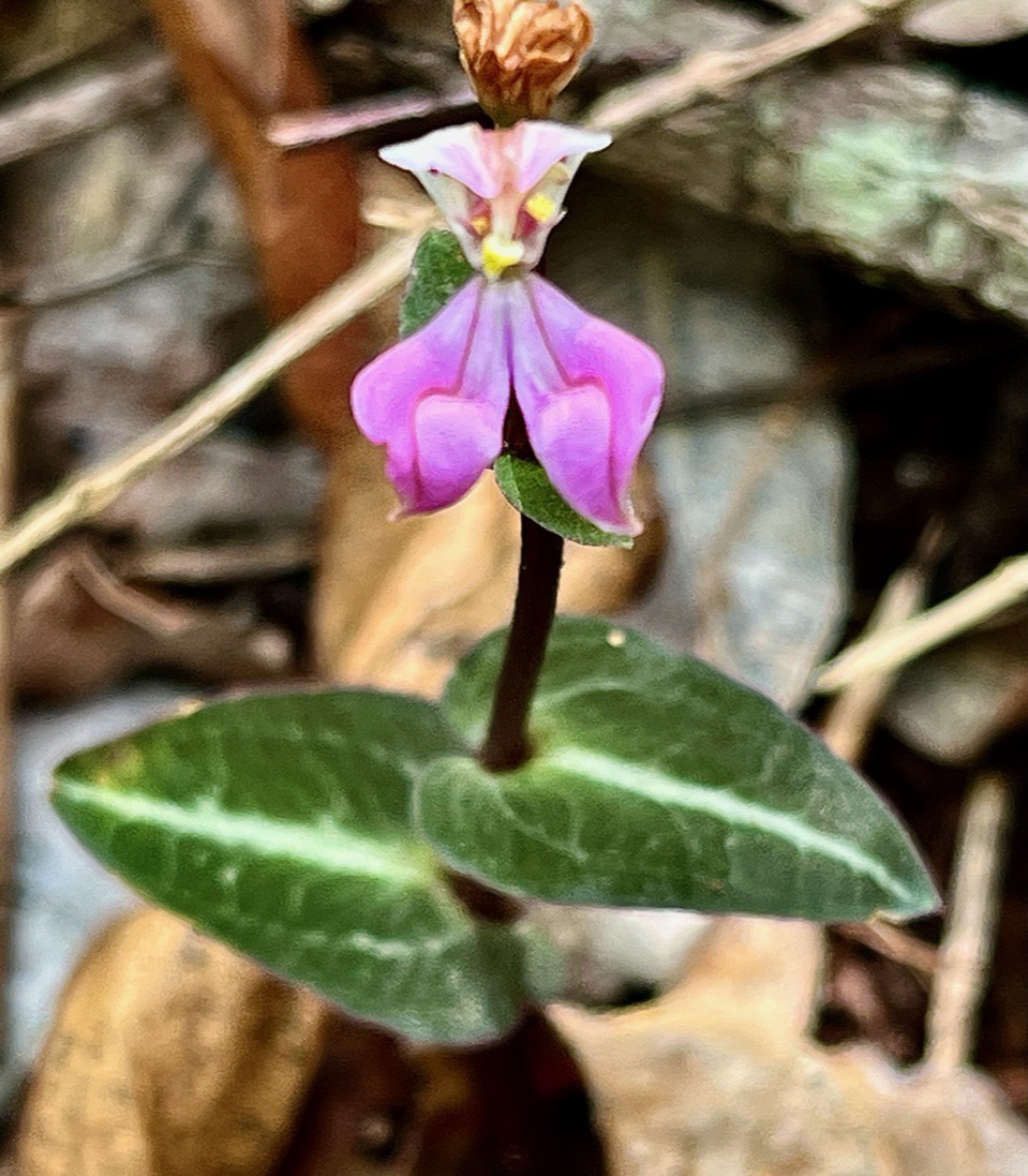 Disperis cordata.orchidaceae.endémique Madagascar Mascareignes..jpeg