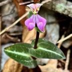 Disperis cordata.orchidaceae.endémique Madagascar Mascareignes..jpeg