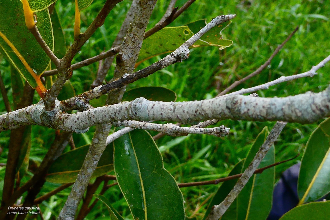 Drypetes caustica.corce blanc bâtard. bois de prune blanc.putranjivaceae.endémique Réunion Maurice (1).jpeg