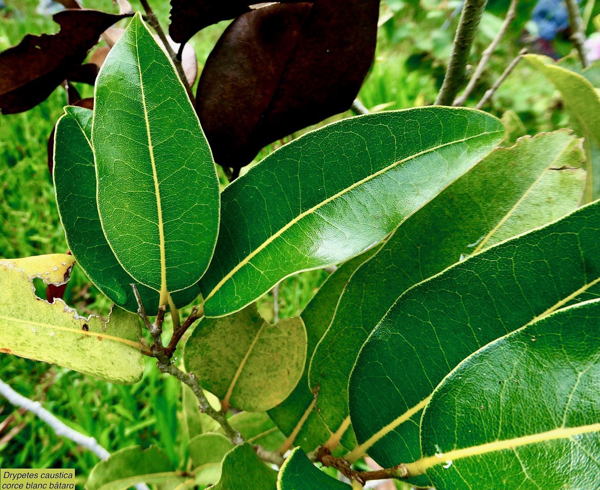 Drypetes caustica.corce blanc bâtard. bois de prune blanc.putranjivaceae.endémique Réunion Maurice.jpeg