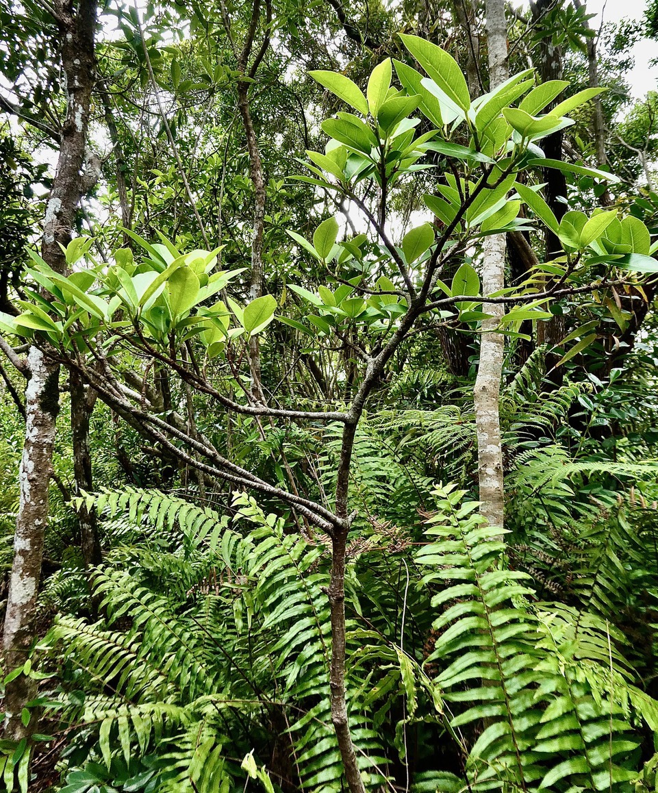 Ficus reflexa.affouche à petites feuilles.Ti l ‘affouche.moraceae.endémique Madagascar,Seychelles et Mascareignes. (1).jpeg