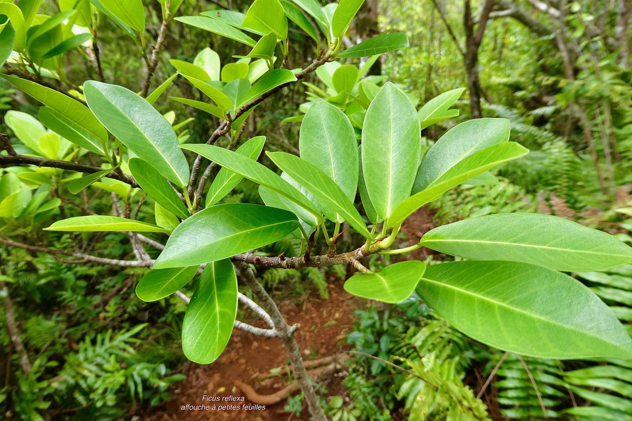 Ficus reflexa.affouche à petites feuilles.Ti l ‘affouche.moraceae.endémique Madagascar,Seychelles et Mascareignes..jpeg