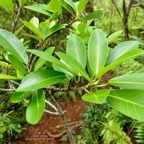 Ficus reflexa.affouche à petites feuilles.Ti l ‘affouche.moraceae.endémique Madagascar,Seychelles et Mascareignes..jpeg