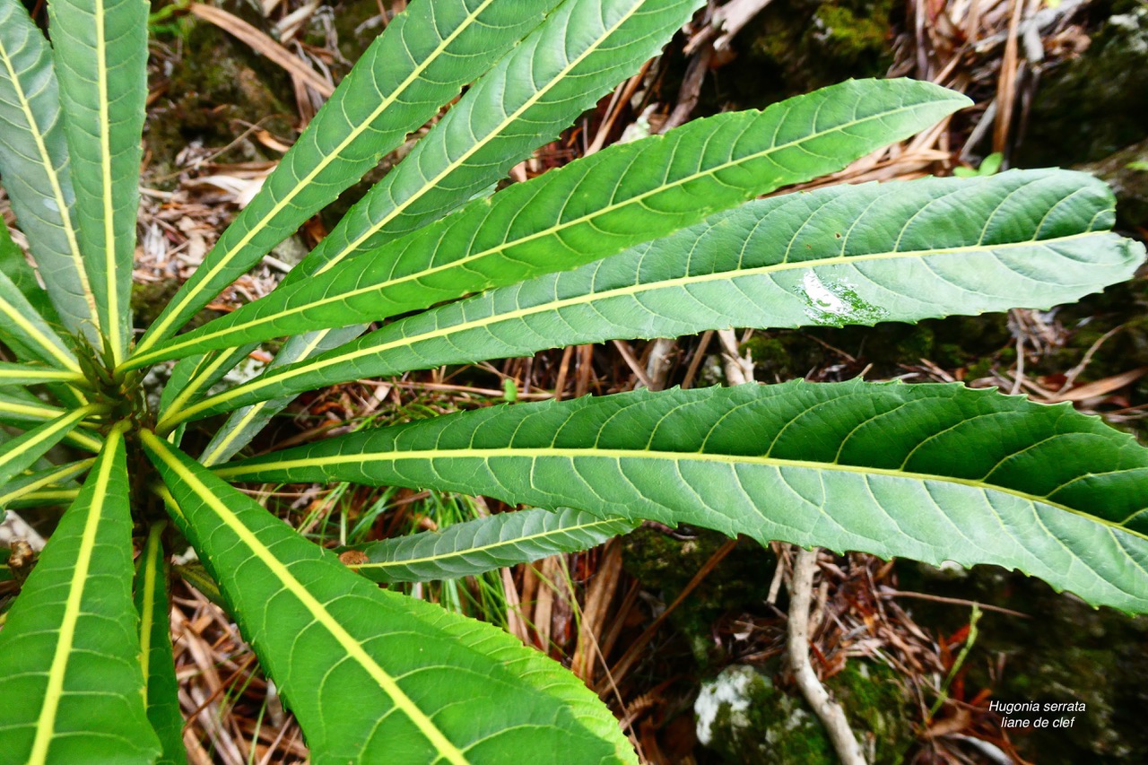 Hugonia serrata lam.liane de clef.linaceae.endémique Réunion Maurice . (1).jpeg