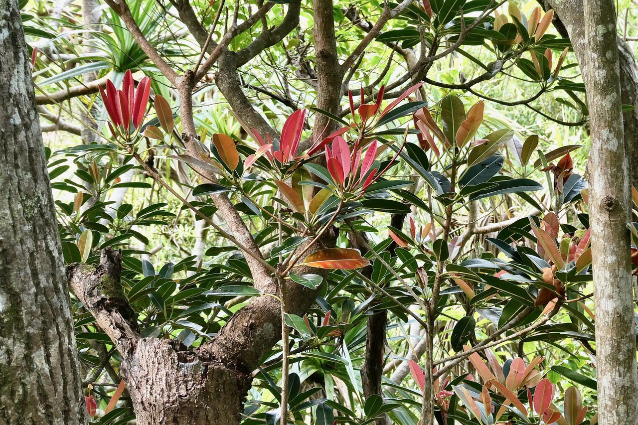 Labourdonnaisia calophylloides. petit natte .sapotaceae. endémique Réunion Maurice ..jpeg