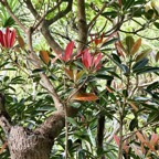 Labourdonnaisia calophylloides. petit natte .sapotaceae. endémique Réunion Maurice ..jpeg