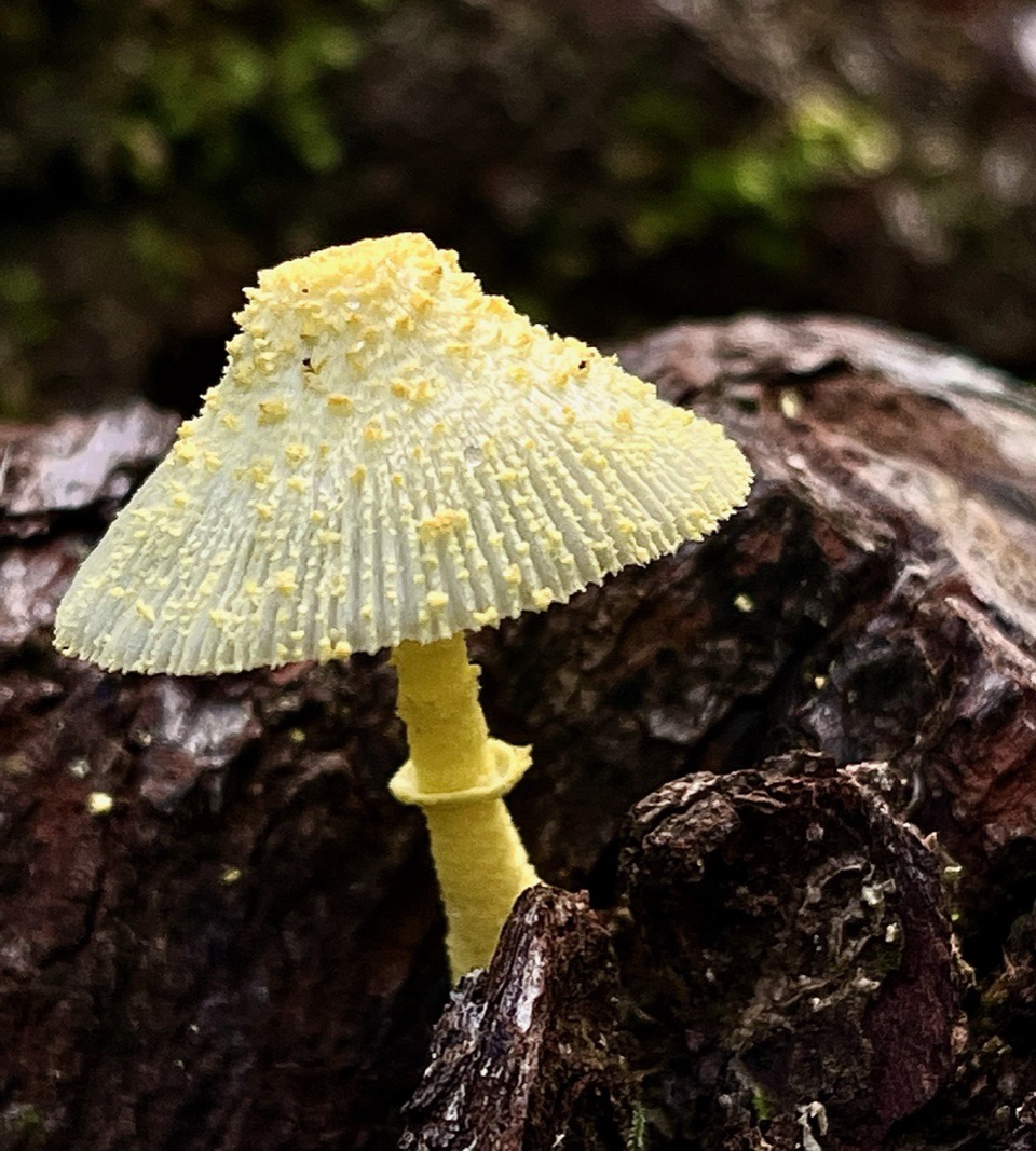 Leucocoprinus birnbaumii..jpeg