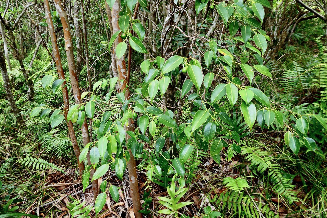 Maillardia borbonica  Bois de maman .bois de sagaye.moraceae. endémique Réunion (1).jpeg