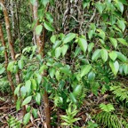 Maillardia borbonica  Bois de maman .bois de sagaye.moraceae. endémique Réunion (1).jpeg