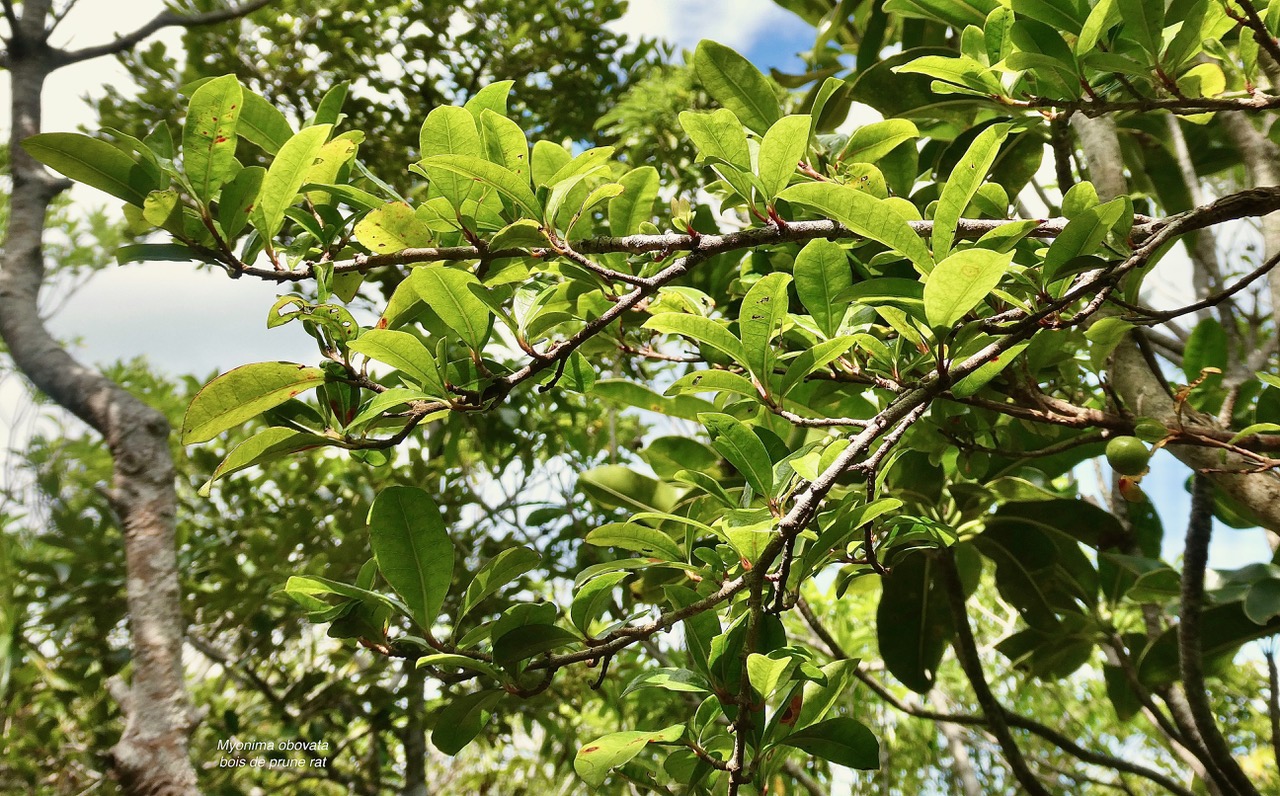 Myonima obovata .bois de prune marron.bois de prune rat.rubiaceae.endémique Réunion Maurice.jpeg