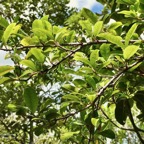 Myonima obovata .bois de prune marron.bois de prune rat.rubiaceae.endémique Réunion Maurice.jpeg