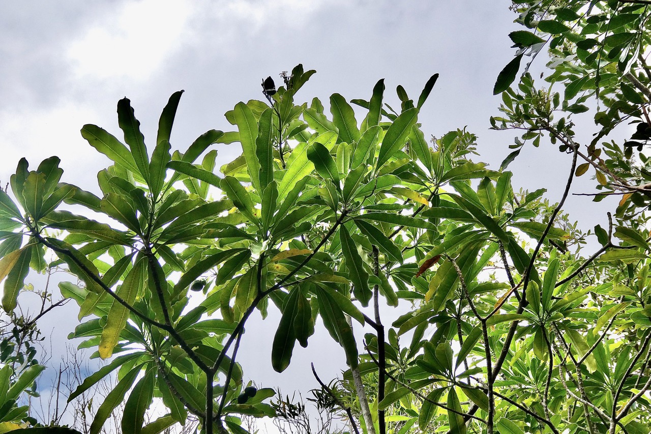 Ochrosia borbonica.bois jaune.apocynaceae.endémique Réunion Maurice. (1).jpeg