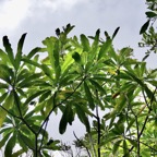 Ochrosia borbonica.bois jaune.apocynaceae.endémique Réunion Maurice. (1).jpeg