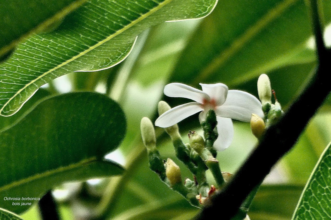 Ochrosia borbonica.bois jaune.apocynaceae.endémique Réunion Maurice..jpeg