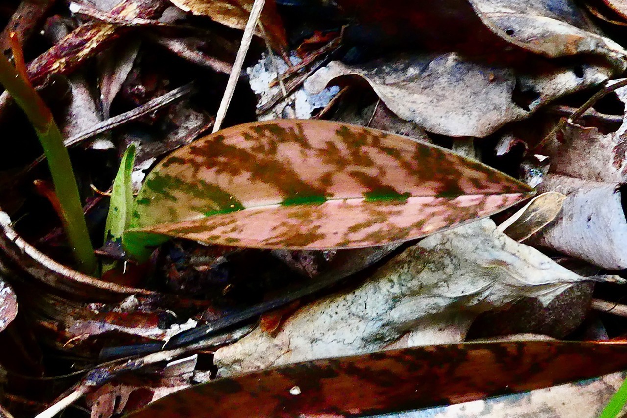 Oeceoclades monophylla( Oeceoclades maculata )  . feuille .orchidée caméléon orchidaceae. ..jpeg