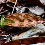 Oeceoclades monophylla( Oeceoclades maculata )  . feuille .orchidée caméléon orchidaceae. ..jpeg