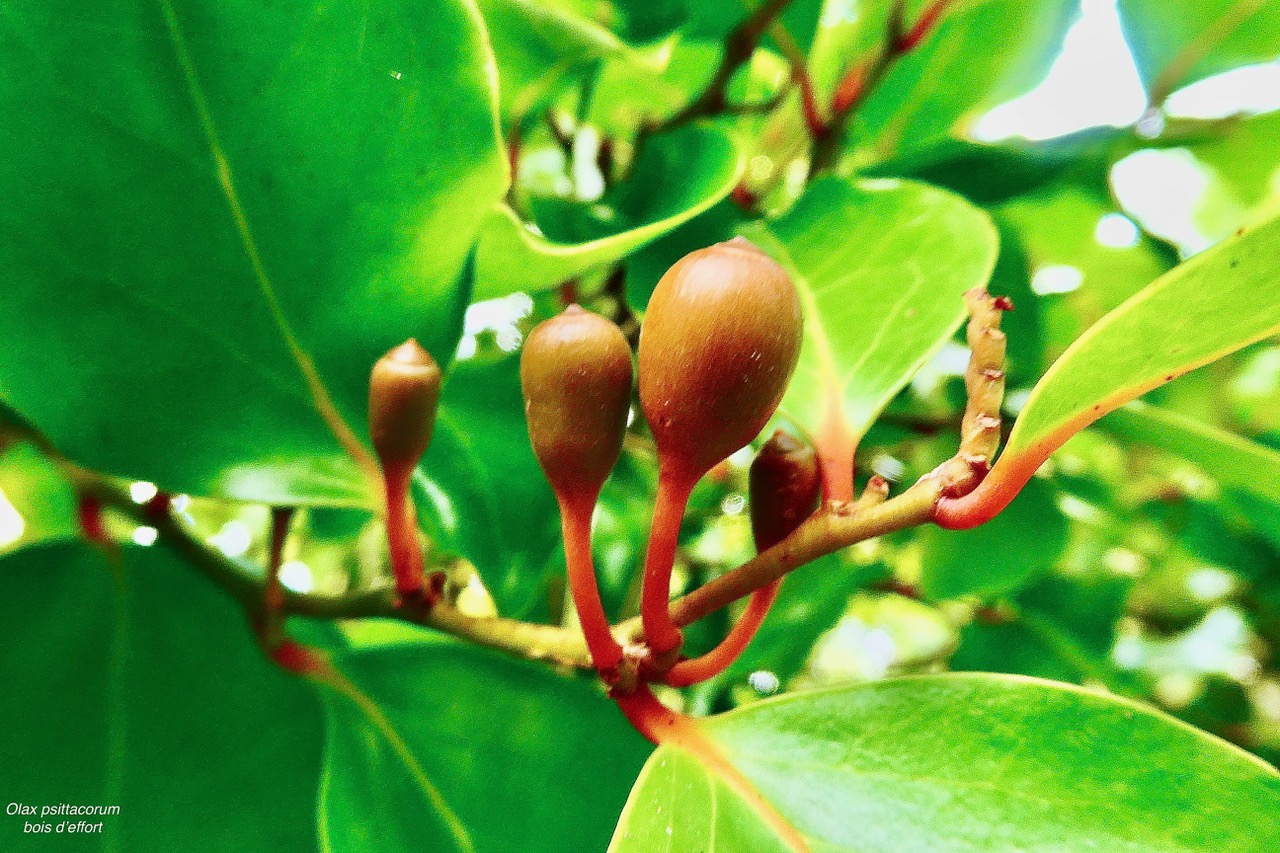 Olax psittacorum.bois d’effort. (fruits ).olacaceae.endémique Réunion Maurice..jpeg