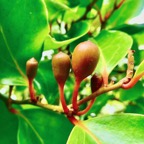 Olax psittacorum.bois d’effort. (fruits ).olacaceae.endémique Réunion Maurice..jpeg