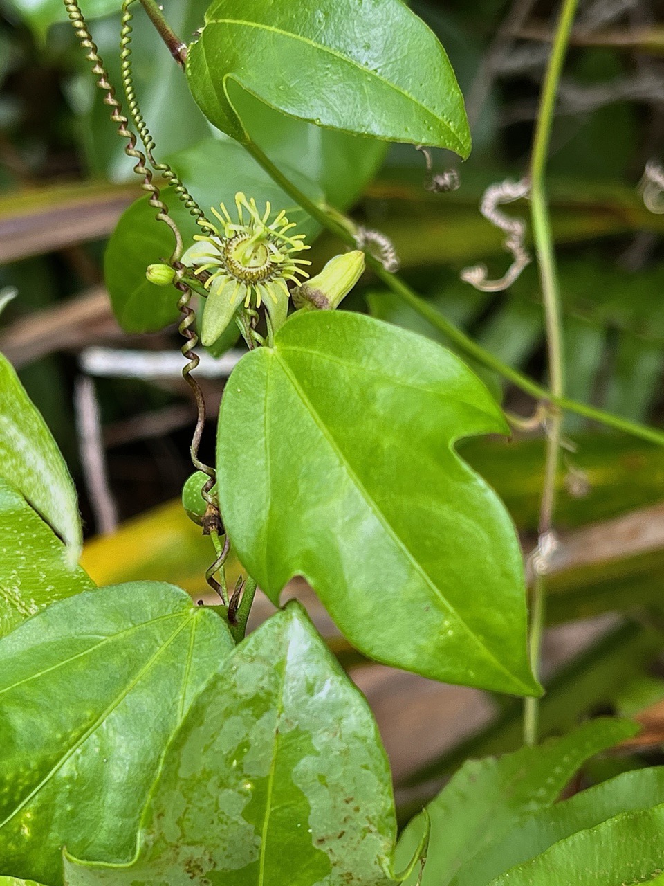 Passiflora suberosa.grain d’encre. ( liane fleurie )passifloraceae.amphinaturalisé.espèce potentiellement envahissante..jpeg